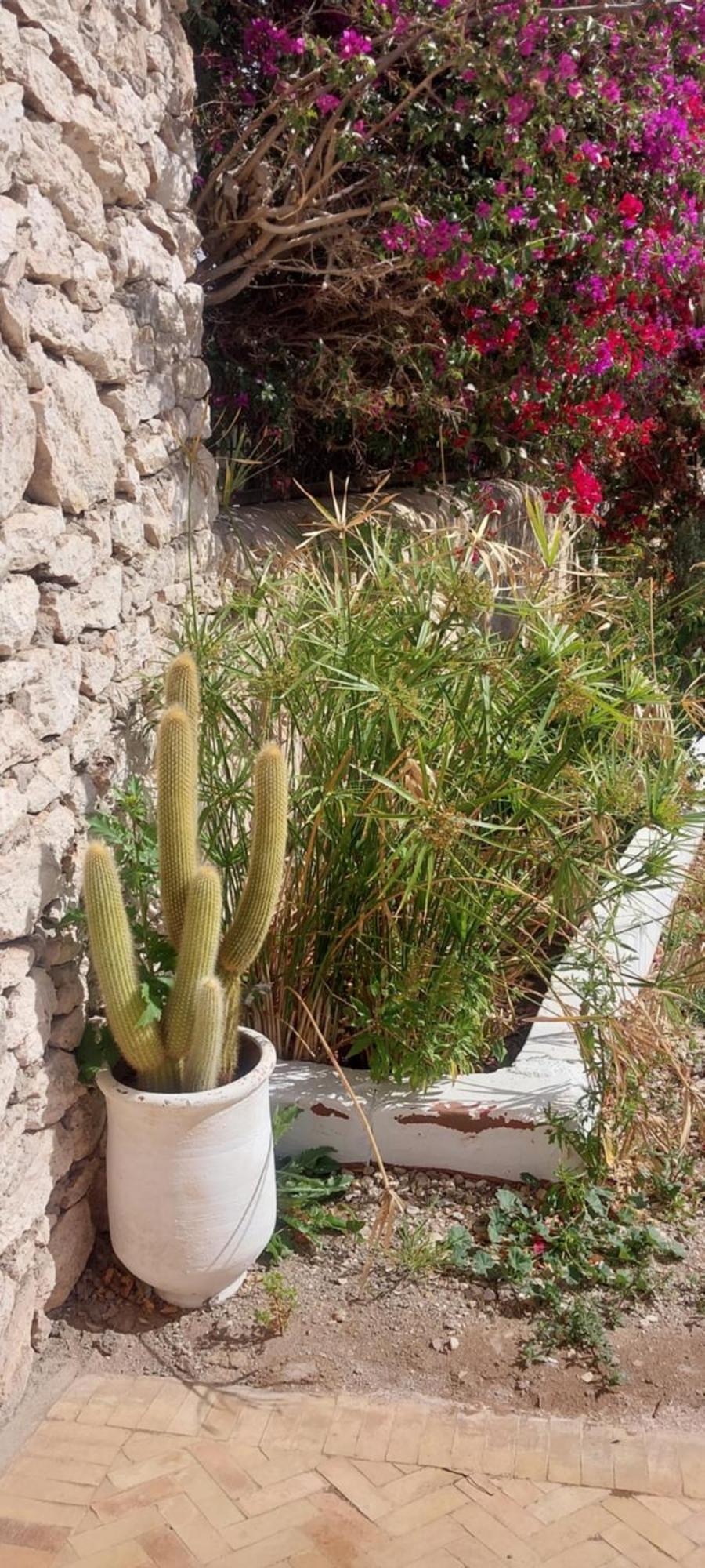 Riad Eucalyptus Essaouira Bagian luar foto